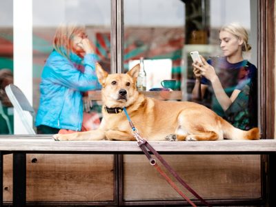 ¿Es obligatorio el seguro para perros?