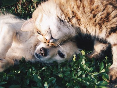 ¿Qué cubre el Seguro de Mascotas?