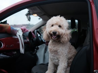 ¿Se puede viajar con mascotas?