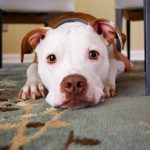 Perro blanco y marrón tirado en alfombra mirando al frente