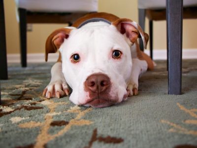 5 enfermedades más comunes en perros
