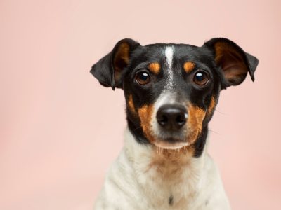 ¿El Seguro de Hogar cubre mordedura de perro?