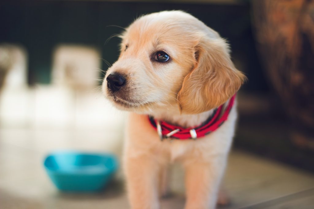 Perrito cachorro color café con leche con collar rojo