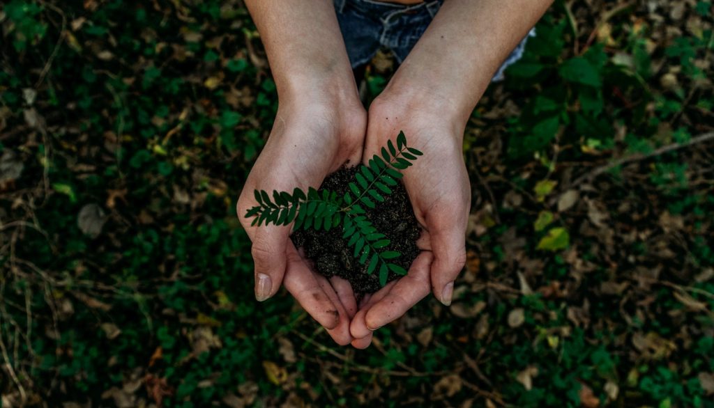 Manos sosteniendo un manojo de tierra con una planta Manos sosteniendo un manojo de tierra con una planta