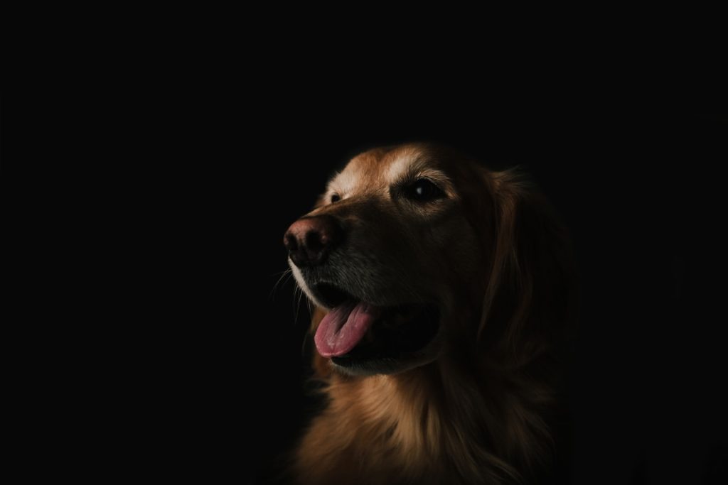 Perro mostrando lengua con luz iluminandole la cara