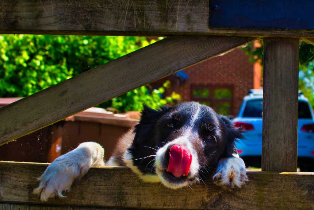 Perro adulto nego y blanco lamiéndose la cara Perro adulto nego y blanco lamiéndose la cara