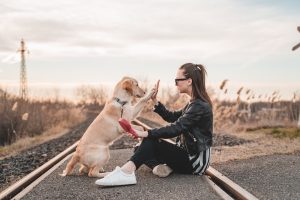 Cómo entrenar a tu perro